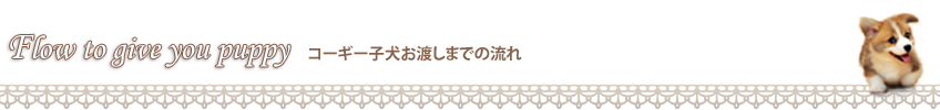 子犬お渡しまでの流れ
