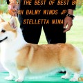 NINA のコピー