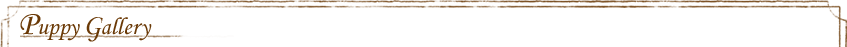bg_puppyinfo_01