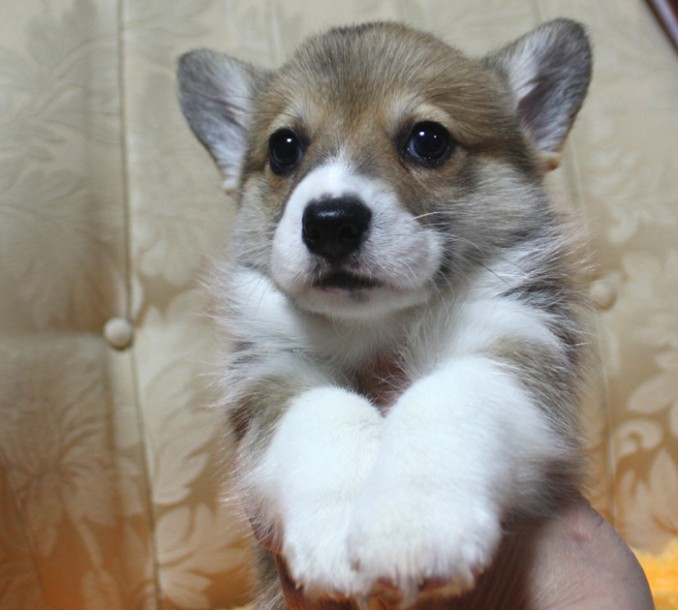 だいちゃん