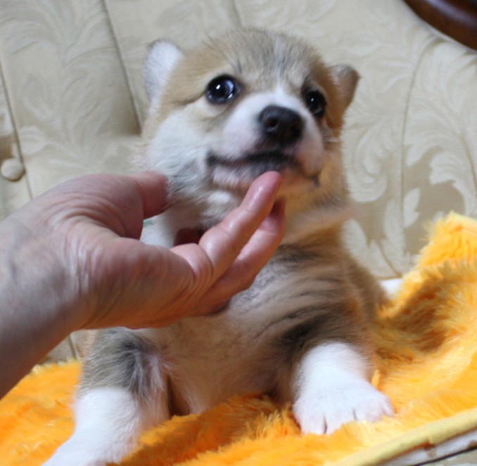 ベル君