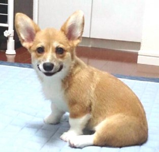 たんすちゃん2
