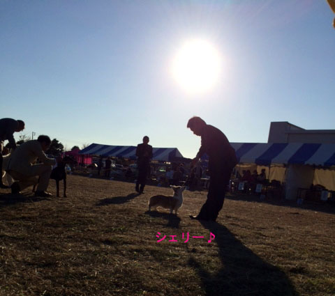 写真 1のコピー