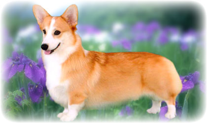 iris_img