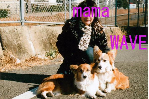 WAVEのコピー