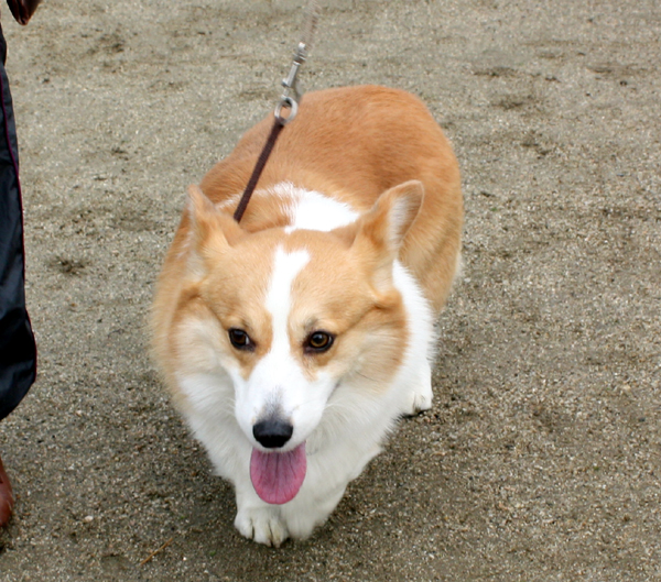 レオン君
