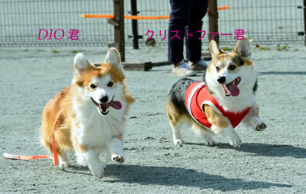 DSC_2343のコピー
